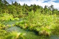 moor pietzmoor luneburg heath germany