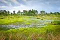 moor pietzmoor luneburger heath germany