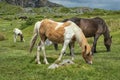 Moor Ponies near Minions Cornwall, UK Royalty Free Stock Photo