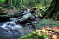 Moorea Rainforest Cascade