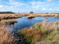 Moorgrass and water pool, peat bog in nature reserve Dwingelderveld, Drenthe, Netherlands Royalty Free Stock Photo