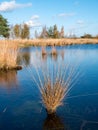 Moorgrass and water pool, peat bog in nature reserve Dwingelderveld, Drenthe, Netherlands Royalty Free Stock Photo