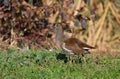 Moorhen