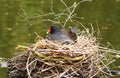 Moorhen