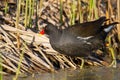 moorhen aquatic bird marshes and ponds Royalty Free Stock Photo