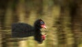 Moorhen Chick (Gallinula chloropus)