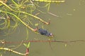 Moorhen chick on the Tiverton Canal