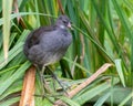 A Moorhen chick takes shelter on long broken grasses