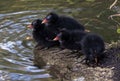 Moorhen Chicks Huddled Together at Coy Pond