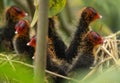 Moorhen chicks at Bhigwan bird sanctuary, India