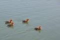 Moorhen Chicks Swimming Alone