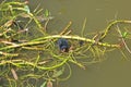 Moorhen chicks on the Tiverton Canal