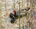 Moorhen Chicks in the water being fed by mother
