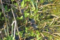 Moorhen chicks on waterweed