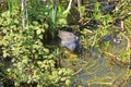 Moorhen and chicks on waterweed Royalty Free Stock Photo