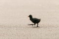 Moorhen (Gallinula chloropus) chick with huge feet crossing a path, in London