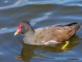 Moorhen - Gallinula chloropus