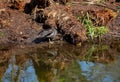 Moorhen Gallinula Chloropus