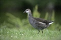 Moorhen, Gallinula chloropus