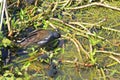 Moorhen and chicks on waterweed Royalty Free Stock Photo