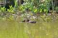 Moorhen chicks on the Tiverton Canal