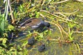 Moorhen on the Tiverton canal