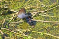 Moorhen with her chicks on waterweed Royalty Free Stock Photo