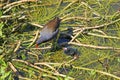 Moorhen with her chicks on waterweed Royalty Free Stock Photo