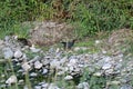 Moorhen in River