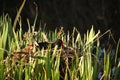 Moorhen on the nest