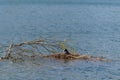 Moorhen on nest