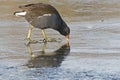 A moorhen pecking the ice Royalty Free Stock Photo