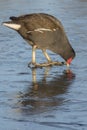 A moorhen pecking at the ice at Southampton Common Royalty Free Stock Photo