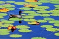 Moorhen in pond