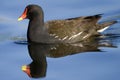 Moorhen and reflex