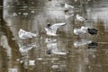 Moorhen and Seagulls on thin ice Royalty Free Stock Photo