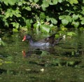 Moorhen swimming in a watercourse with some green leaves