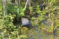 Moorhen on the Tiverton canal