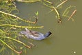 Moorhen on the Tiverton Canal