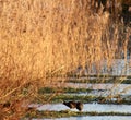 Moorhens feeding on a cold winters day moorhens Royalty Free Stock Photo