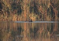 Moorhens fighing in Buhair lake, Bahrain Royalty Free Stock Photo