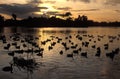 Moorhens nesting on small lake at sunset