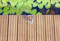 A mooring ring at the edge of a wooden plank pier above the water, where large leaves of water lilies float on the surface. Top