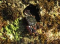 Crabs in Canary Islands. Spain.