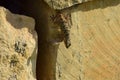 Moorish Gecko crawling on the rocks under the sunlight at daytime in Malta Royalty Free Stock Photo