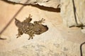 Moorish Gecko crawling on the rocks under the sunlight at daytime in Malta Royalty Free Stock Photo