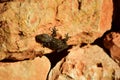 Moorish Gecko crawling on the rocks under the sunlight at daytime in Malta Royalty Free Stock Photo