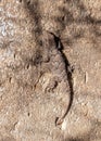 Moorish Gecko - Tarentola mauritanica, Algarve, Portugal Royalty Free Stock Photo