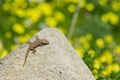 A moorish gecko, Tarentola mauritanica, basking on a rock with a bokeh background of yellow flowers