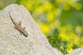 A moorish gecko, Tarentola mauritanica, basking on a rock with a bokeh background of yellow flowers